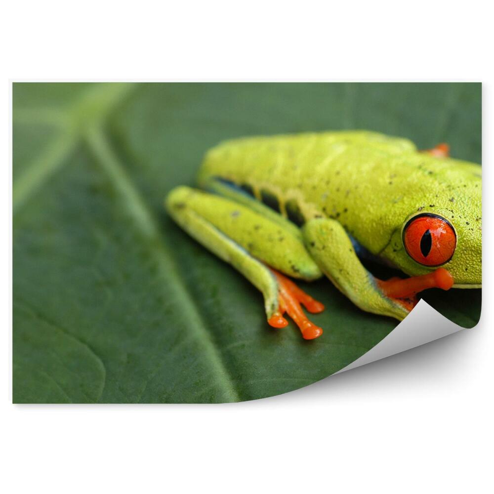 Fototapeta na stenu Stromová žaba na liste
