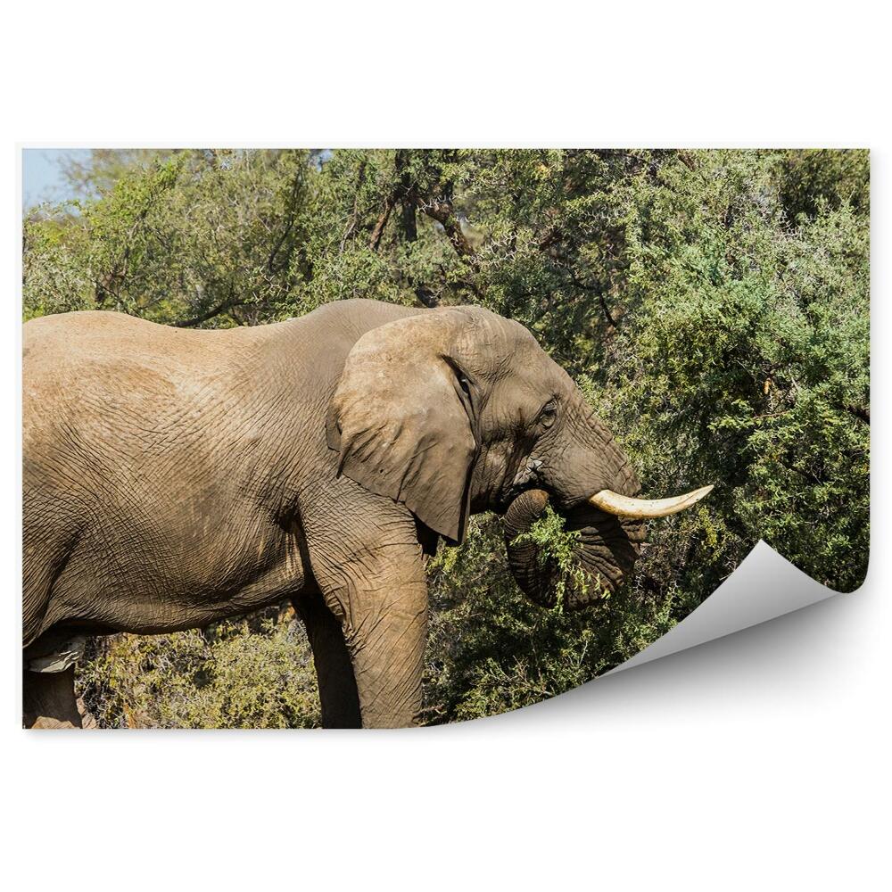 Fototapeta na stenu Slon Strom Listy Príroda Nebo Savana Afrika