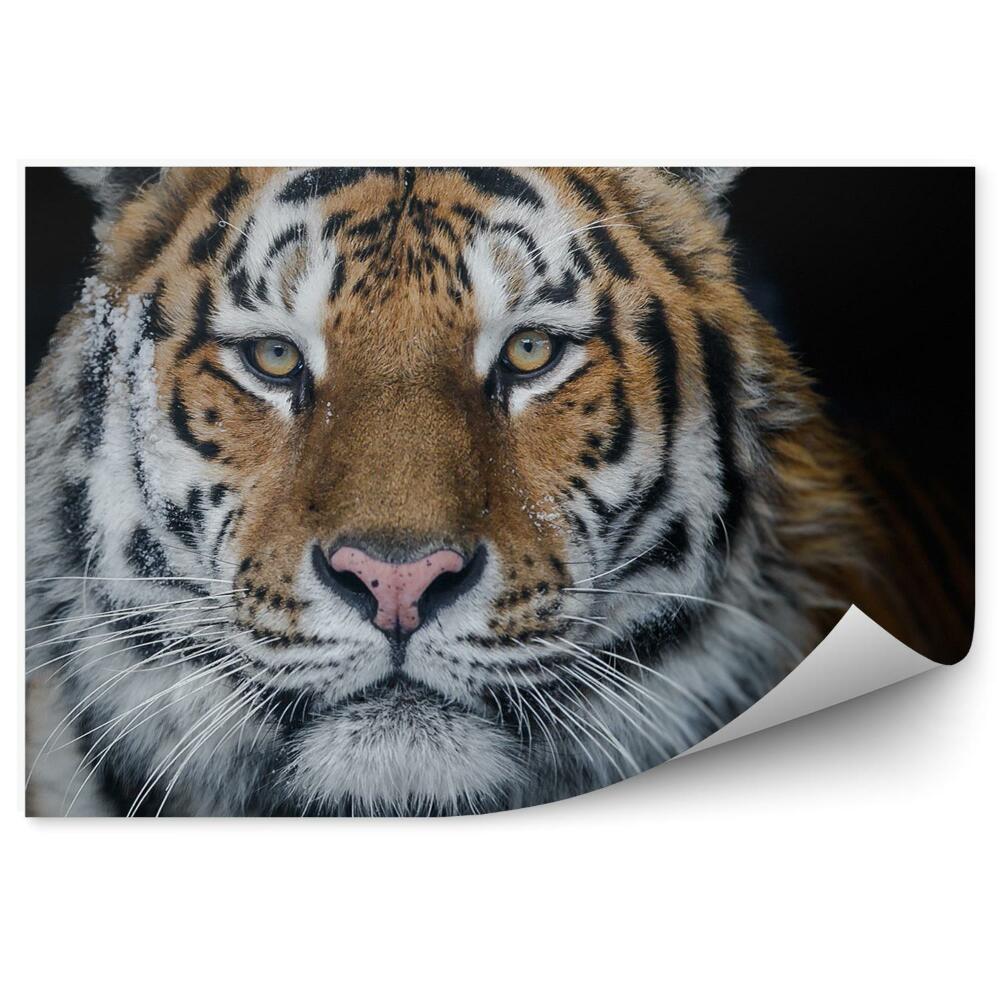 Fototapeta na stenu Amurský tiger