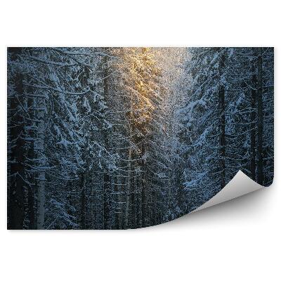 Fototapeta Zimný borovicový les