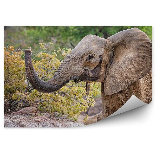 Fototapeta Malý Africký Slon Skaly Strom