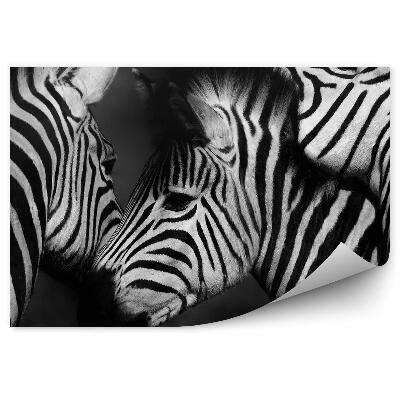 Fototapeta na stenu Detailný záber na skupinu zebier