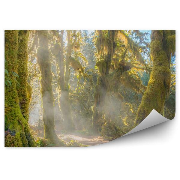 Fototapeta na stenu Stromy mach cesta les