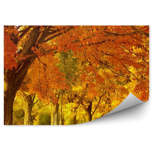 Fototapeta na stenu Jesenný park stromy oranžové svetlo
