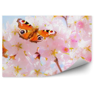 Fototapeta na stenu Čerešňový Kvet Strom Motýľ Modrá Obloha