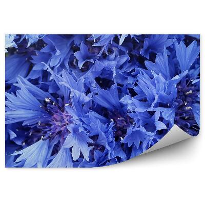 Fototapeta Chrpy Zblízka Na Kvetenstvách