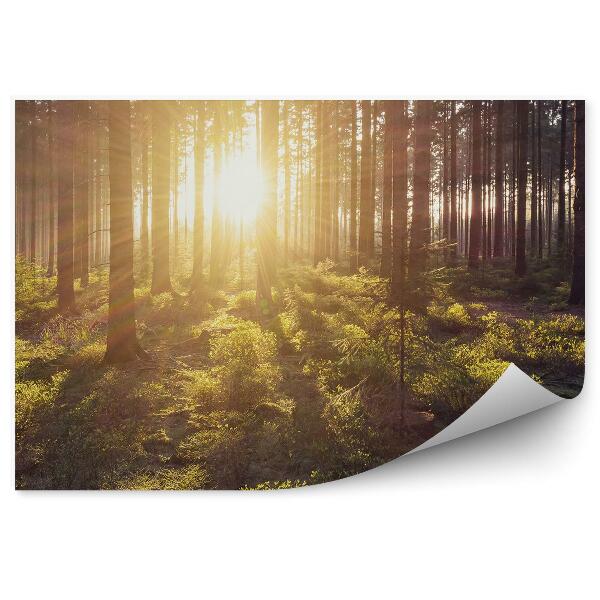Fototapeta Zelené lesné kríky slnko