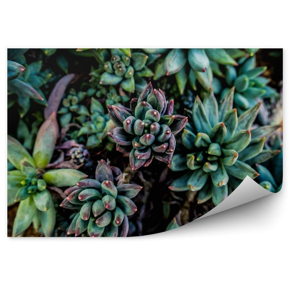 Fototapeta Zelené pozadie vegetácia príroda sukulenty