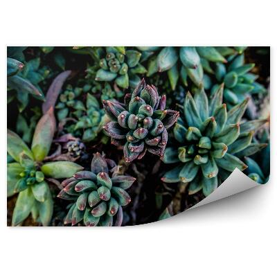 Fototapeta Zelené pozadie vegetácia príroda sukulenty