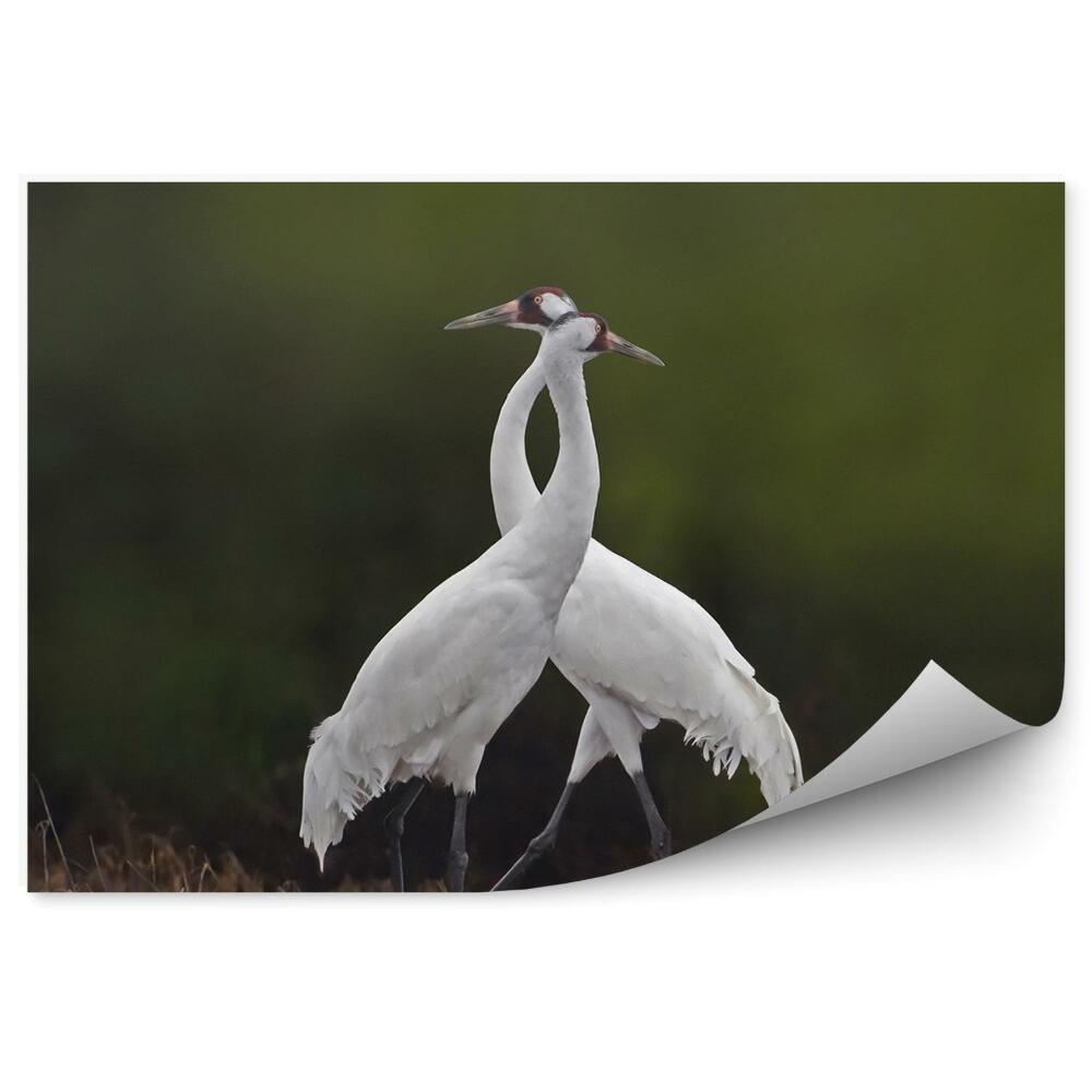 Fototapeta Dva žeriavy na lúke