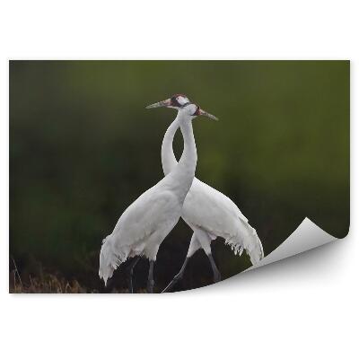 Fototapeta Dva žeriavy na lúke