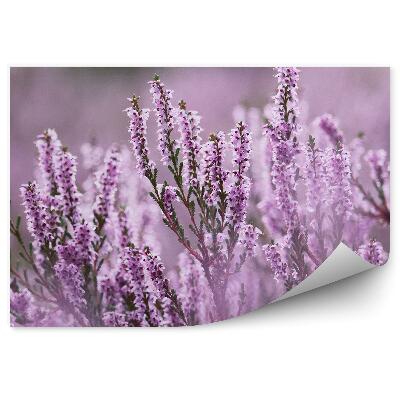 Fototapeta Bledoružový Vres V Hmle