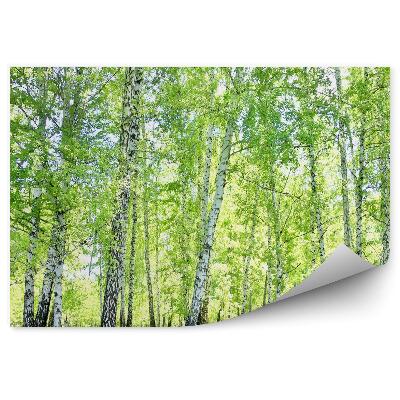 Fototapeta na stenu Brezový les tráva