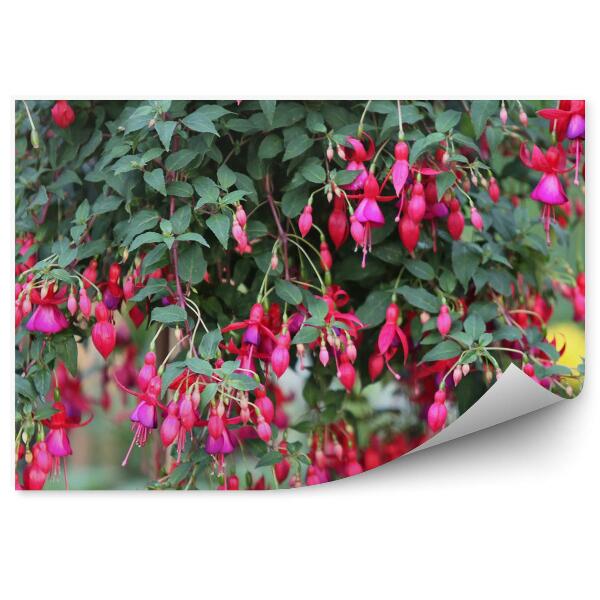 Fototapeta na stenu Ružová Fuchsia Zelené Listy Kvety