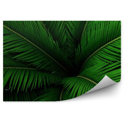 Fototapeta Palmové listy zelená príroda