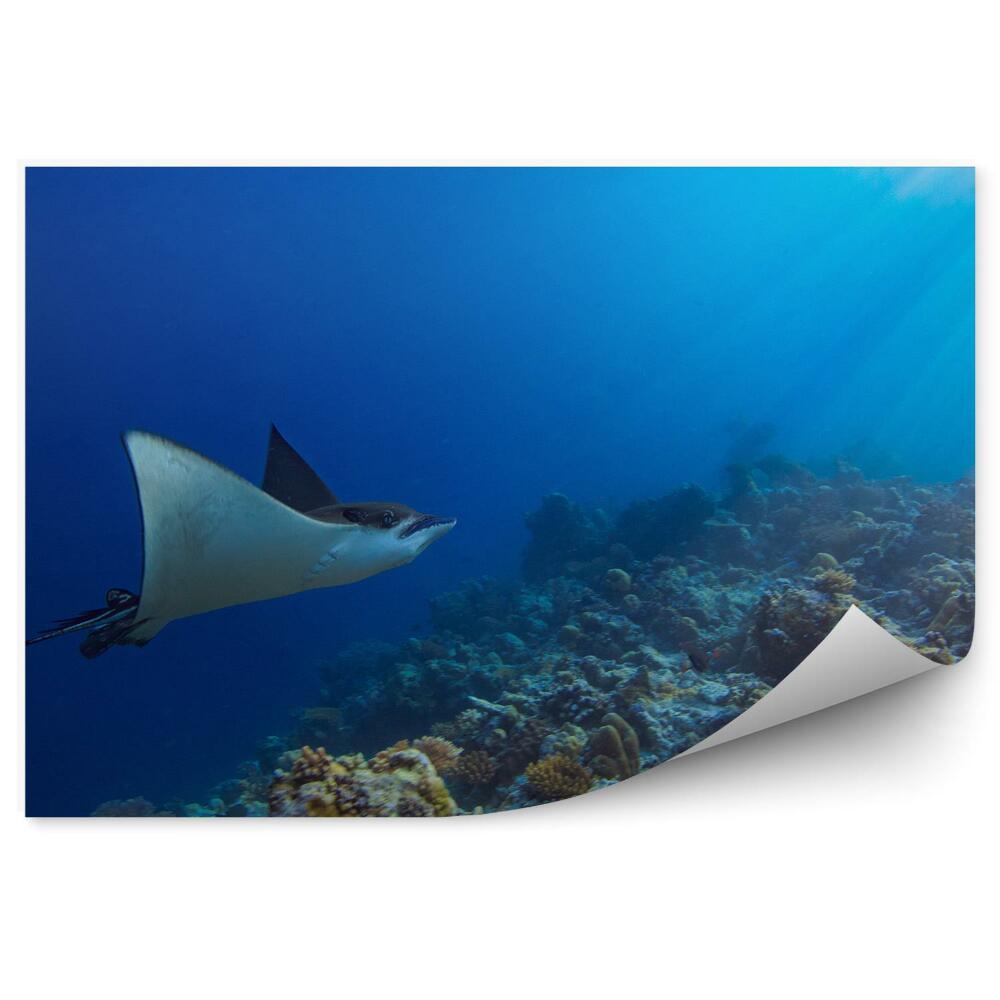 Fototapeta Podvodný Koralový Útes Raje Indický Oceán