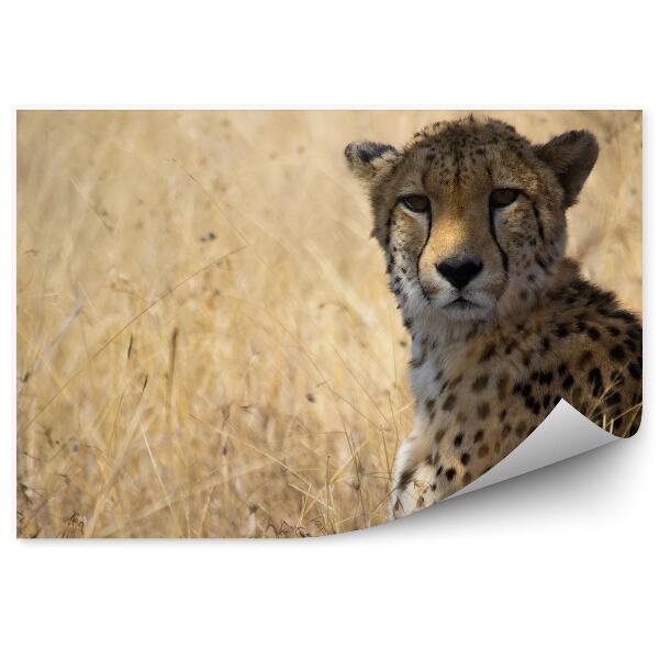 Fototapeta Gepard medzi trávami