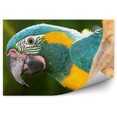 Fototapeta na stenu Ara na konári zblízka