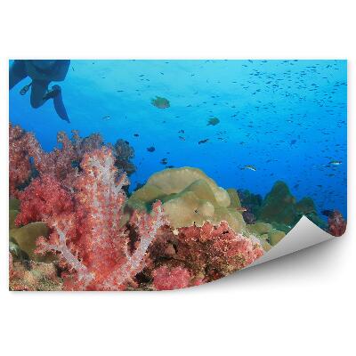 Fototapeta Potápač Koralový Útes Ryby Voda