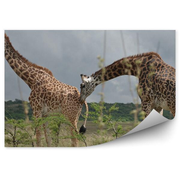 Fototapeta Žirafí Pár Listy Stromov Safari Park Namíbia