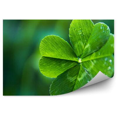 Fototapeta Štvorlístok zelená rastlina kvapky vody