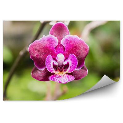 Fototapeta na stenu Ružová Orchidea