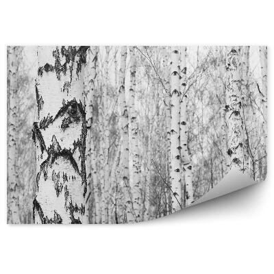 Fototapeta Čiernobiely brezový les