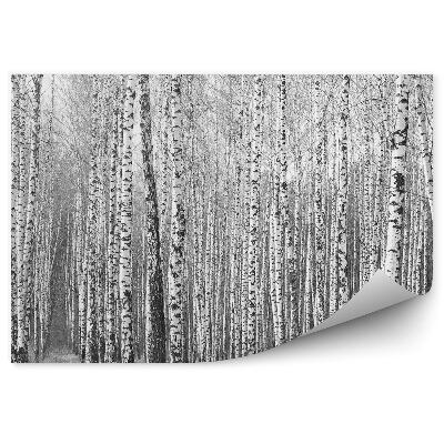 Fototapeta na stenu Čiernobiely brezový les