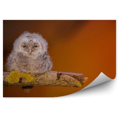 Fototapeta na stenu Mláďa sovy dlhochvostej na vetve