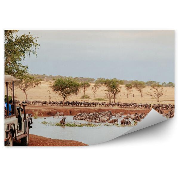 Fototapeta Kúpanie Voda Zvieratá Safari Turisti