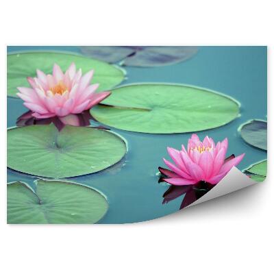 Fototapeta na stenu Listy A Kvety Lekna