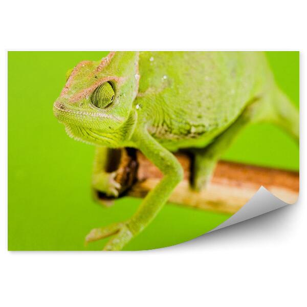 Fototapeta na stenu Zelený chameleón na zelenom pozadí