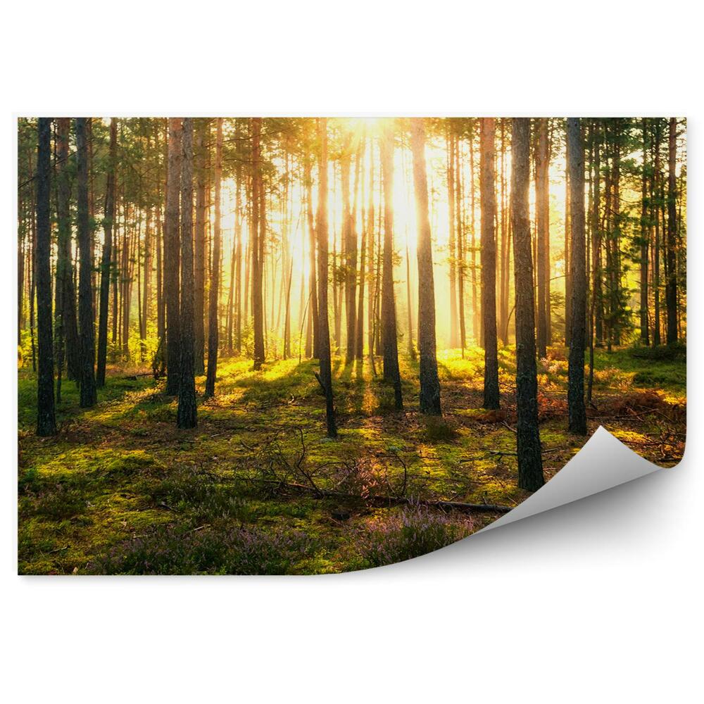 Fototapeta na stenu Zelené lesné kríky slnko