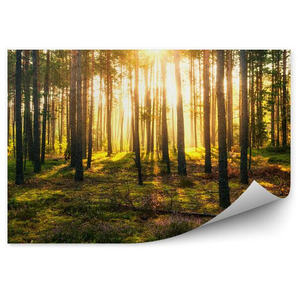 Fototapeta na stenu Zelené lesné kríky slnko