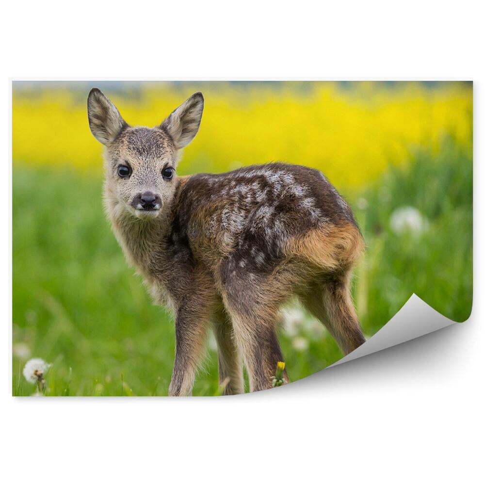 Fototapeta na stenu Mladý srnec na lúke