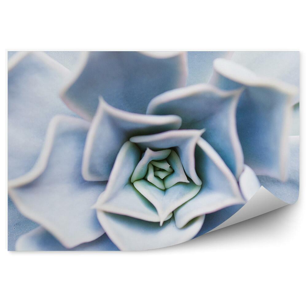 Fototapeta na stenu Biele Kvetinové Pozadie