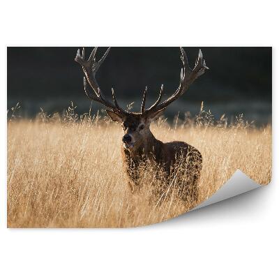 Fototapeta na stenu Jeleň medzi vysokou trávou