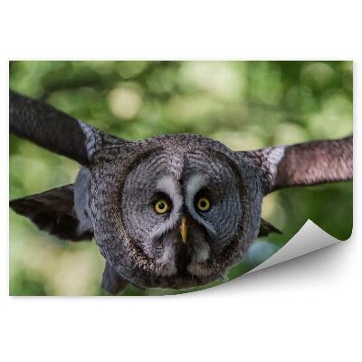 Fototapeta na stenu Sova sivá v lete