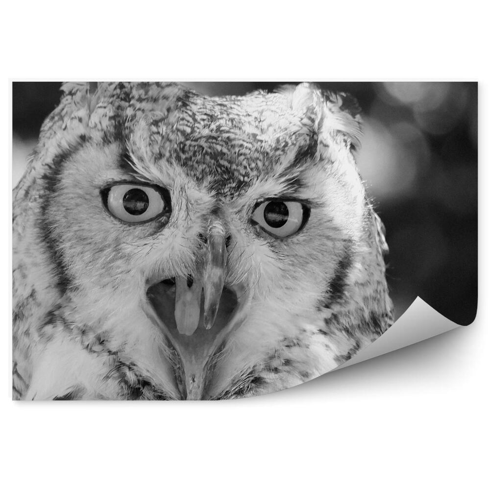 Fototapeta Sova dlhochvostá s otvoreným zobákom