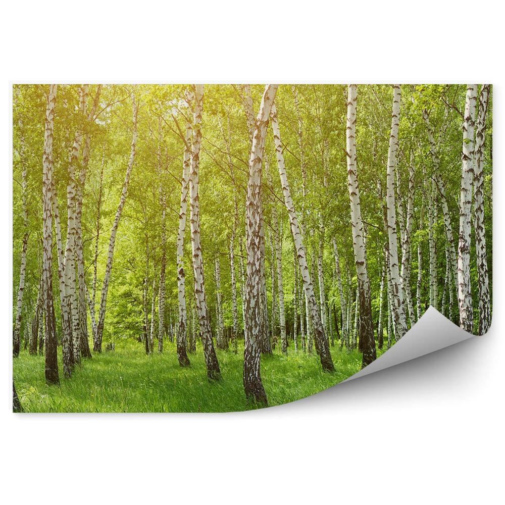 Fototapeta Čiernobiely brezový les