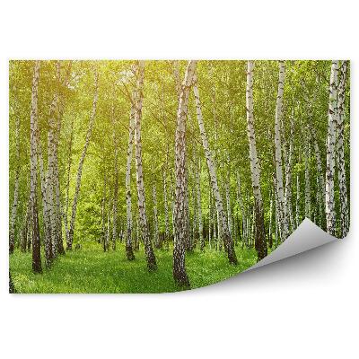 Fototapeta Čiernobiely brezový les