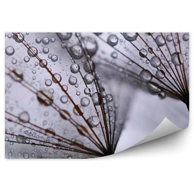 Fototapeta Dúchavka Rosnička