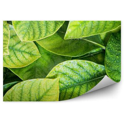 Fototapeta na stenu Tropické zelené listy kvapky vody
