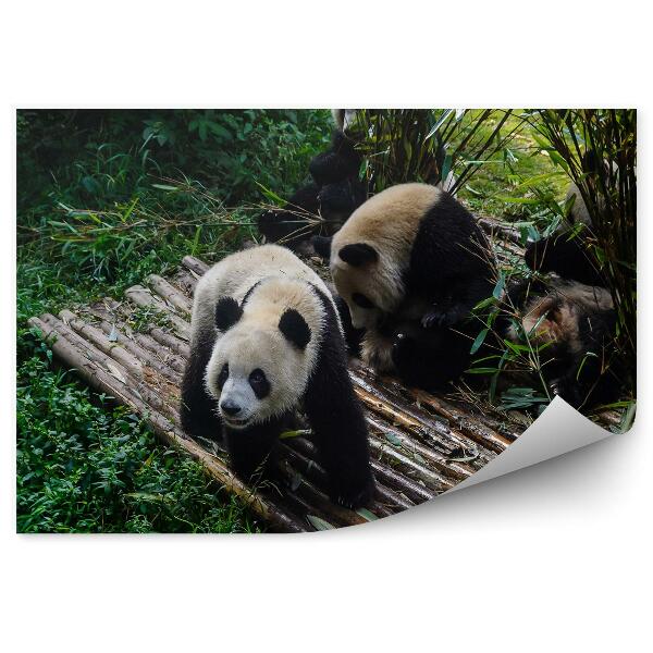 Fototapeta Panda na bambusovej plošine