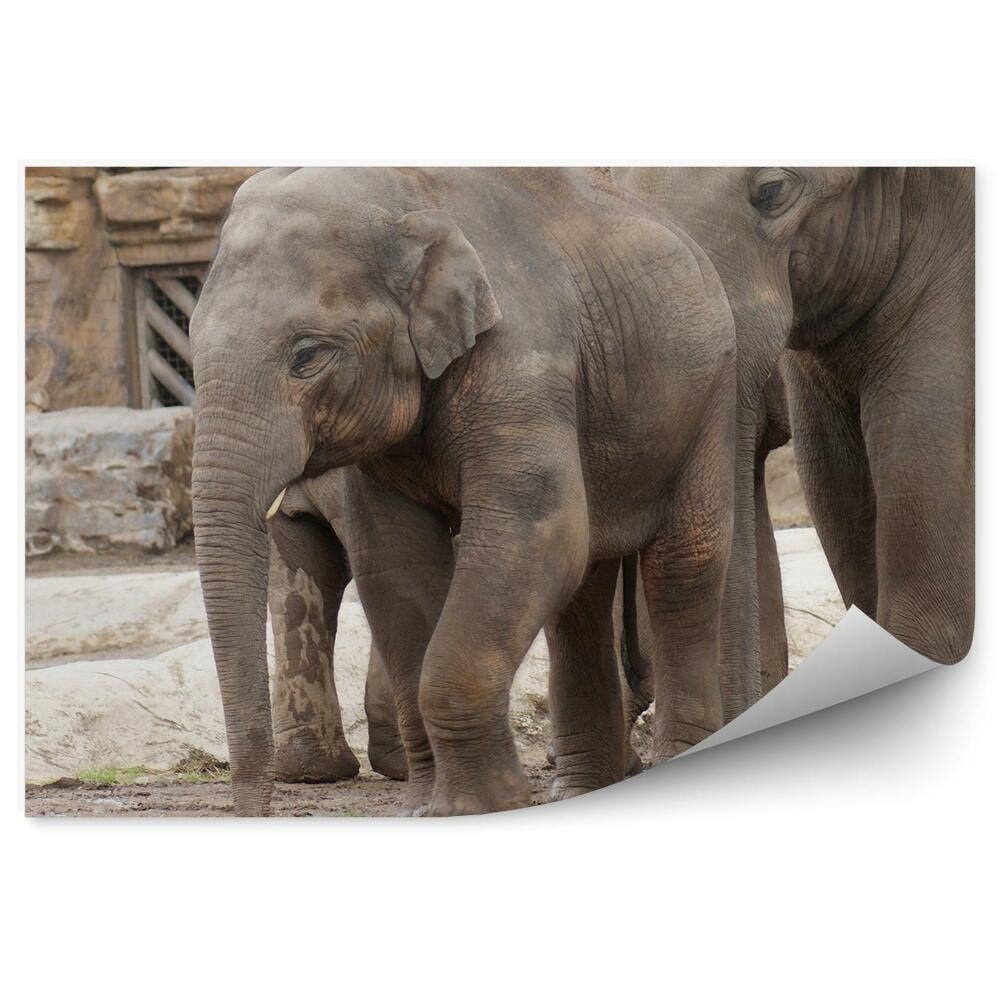 Fototapeta Slon indický