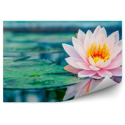 Fototapeta na stenu Ružový Lekno Rybník