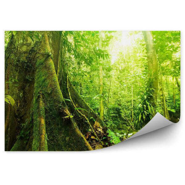 Fototapeta na stenu Stromy mach zelená príroda listy svetlo