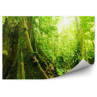 Fototapeta na stenu Stromy mach zelená príroda listy svetlo