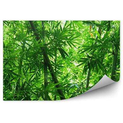 Fototapeta na stenu Stromy bambusový les zelené listy