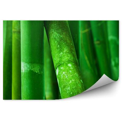 Fototapeta Zelené bambusové stromy zblízka